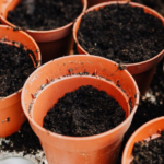 Was kann man im August pflanzen? - Tipps für den perfekten Garten im Spätsommer