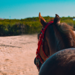 Was kostet ein Pferd? - Eine umfassende Analyse der Ausgaben für Pferdehaltung