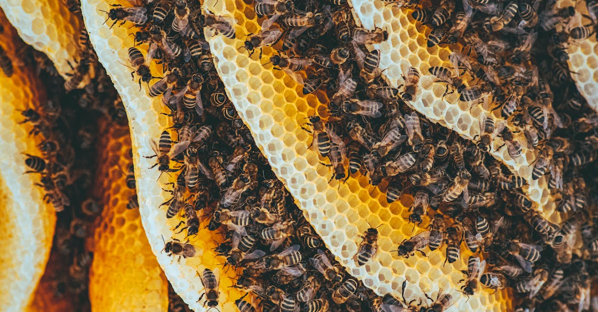 Wie lange leben Wespen? Eine Untersuchung ihrer Lebensdauer und deren Bedeutung im Ökosystem