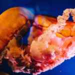 Wie viele Herzen hat ein Oktopus? - Faszinierende Einblicke in das Herz-Kreislauf-System dieser intelligenten Meeresbewohner