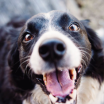 Wie viele Zähne hat ein Hund? Eine informative Übersicht über das Gebiss unserer vierbeinigen Freunde